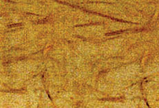 Conventional Fiberglass Panels After 1000 Hours Conventional Fiberglass Panels After 1000 Hours